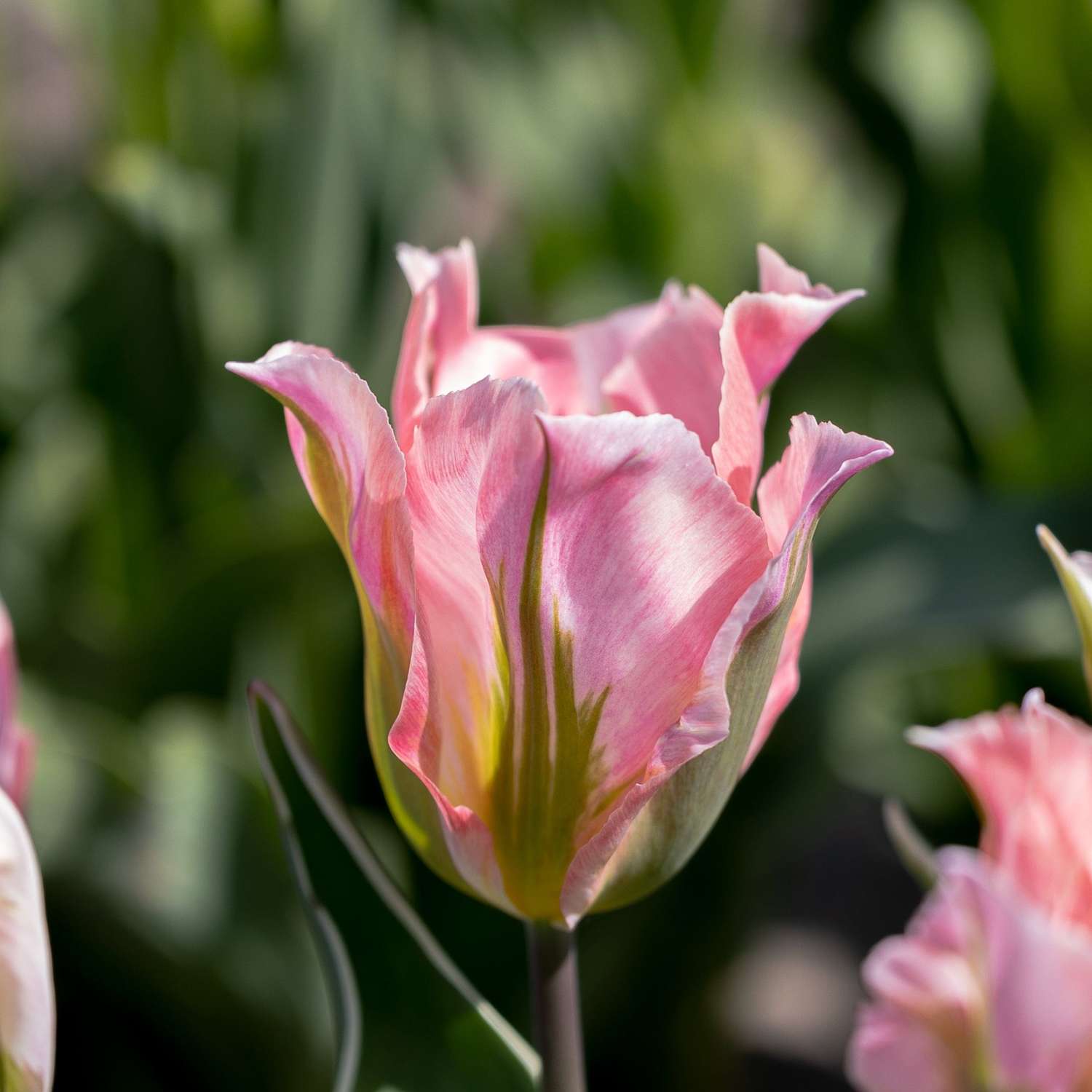 Tulipe 'China Town'